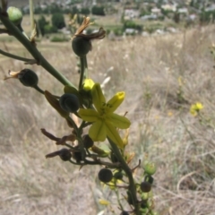 Bulbine bulbosa (Golden Lily) at Cooma Grasslands Reserves - 2 Jan 2017 by GeoffRobertson