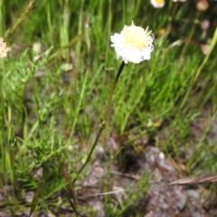 Calotis anthemoides (Chamomile Burr-daisy) at Fadden, ACT - 23 Oct 2016 by ArcherCallaway