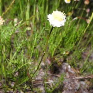 Calotis anthemoides at Fadden, ACT - 23 Oct 2016