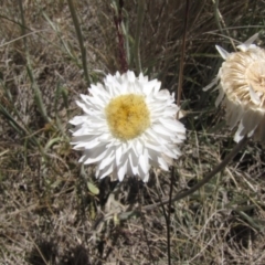 Leucochrysum albicans subsp. tricolor (Hoary Sunray) at Polo Flat, NSW - 3 Jan 2017 by GeoffRobertson