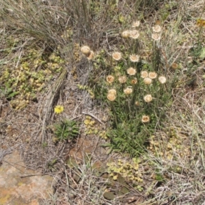 Rutidosis leiolepis at Cooma, NSW - 3 Jan 2017