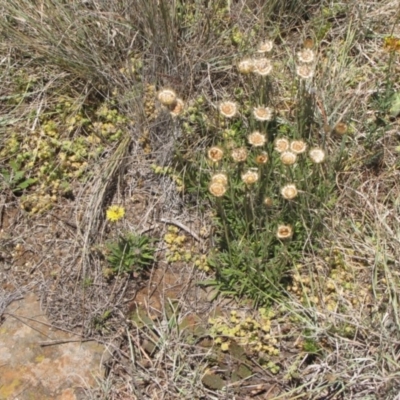 Rutidosis leiolepis (Monaro Golden Daisy) at Cooma, NSW - 3 Jan 2017 by GeoffRobertson