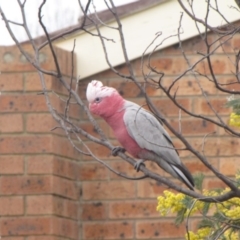 Eolophus roseicapilla (Galah) at Ngunnawal, ACT - 16 Oct 2016 by GeoffRobertson