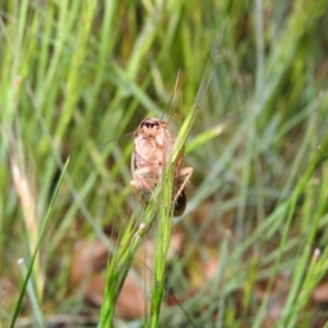 Calolampra sp. (genus) at Fadden, ACT - 26 Oct 2016