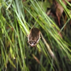 Calolampra sp. (genus) at Fadden, ACT - 26 Oct 2016