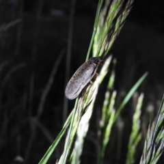 Calolampra sp. (genus) at Fadden, ACT - 26 Oct 2016