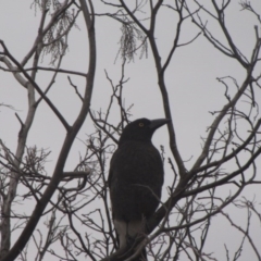 Strepera graculina (Pied Currawong) at Ngunnawal, ACT - 16 Oct 2016 by GeoffRobertson