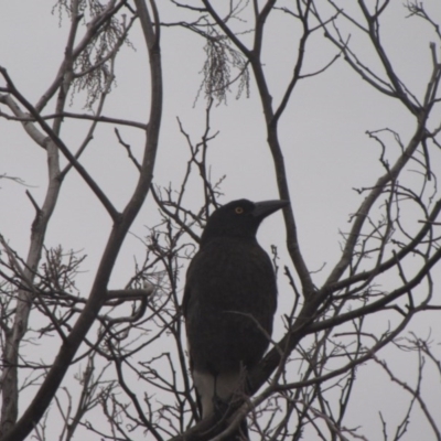 Strepera graculina (Pied Currawong) at Ngunnawal, ACT - 16 Oct 2016 by GeoffRobertson