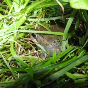 Limnodynastes dumerilii at Fadden, ACT - 26 Oct 2016