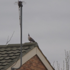 Ocyphaps lophotes (Crested Pigeon) at Ngunnawal, ACT - 16 Oct 2016 by GeoffRobertson