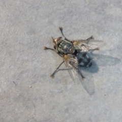 Tachinidae (family) (Unidentified Bristle fly) at Reid, ACT - 5 Dec 2016 by JanetRussell
