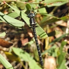 Eusynthemis guttata (Southern Tigertail) at Tennent, ACT - 10 Jan 2017 by JohnBundock