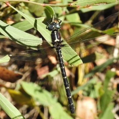 Eusynthemis guttata (Southern Tigertail) at Tennent, ACT - 10 Jan 2017 by JohnBundock