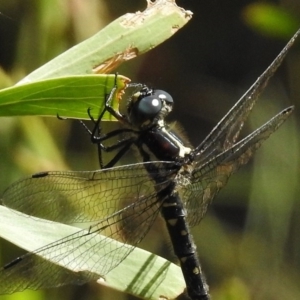 Eusynthemis guttata at Tennent, ACT - 10 Jan 2017 10:08 AM