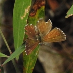 Neolucia agricola at Namadgi National Park - 10 Jan 2017 by JohnBundock