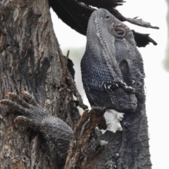 Pogona barbata (Eastern Bearded Dragon) at Paddys River, ACT - 10 Jan 2017 by JohnBundock