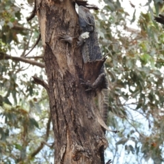 Pogona barbata at Paddys River, ACT - 10 Jan 2017