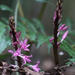 Dipodium roseum at Cotter River, ACT - 2 Jan 2017