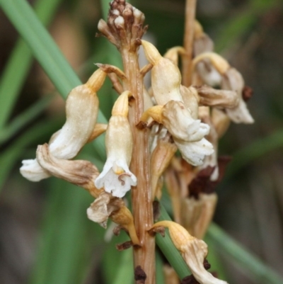 Gastrodia sesamoides (Cinnamon Bells) at Cotter River, ACT - 2 Jan 2017 by HarveyPerkins