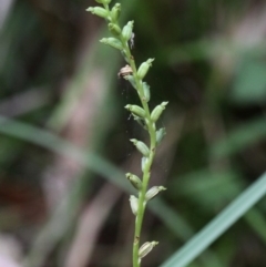 Microtis sp. aff. unifolia (Alpine onion orchid) at Cotter River, ACT - 2 Jan 2017 by HarveyPerkins