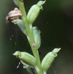 Microtis sp. aff. unifolia at Cotter River, ACT - 2 Jan 2017