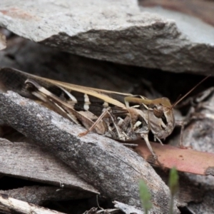 Oedaleus australis at Cotter River, ACT - 7 Jan 2017 02:15 PM