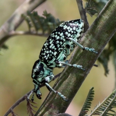 Chrysolopus spectabilis (Botany Bay Weevil) at Lower Cotter Catchment - 7 Jan 2017 by HarveyPerkins
