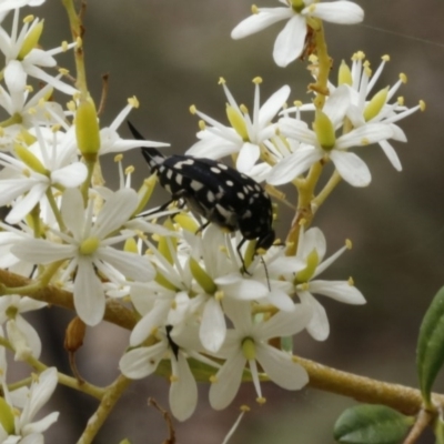 Mordella dumbrelli (Dumbrell's Pintail Beetle) at ANBG - 9 Jan 2017 by ibaird