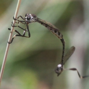 Leptogaster sp. (genus) at Cotter River, ACT - 7 Jan 2017 02:01 PM