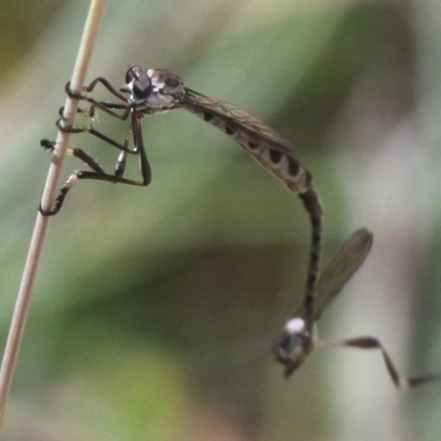 Leptogaster sp. (genus) (Robber fly) at Namadgi National Park - 7 Jan 2017 by HarveyPerkins