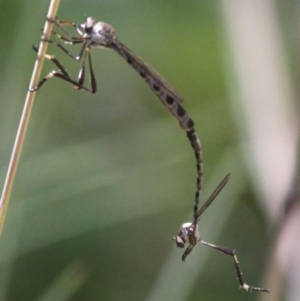 Leptogaster sp. (genus) at Cotter River, ACT - 7 Jan 2017 02:01 PM