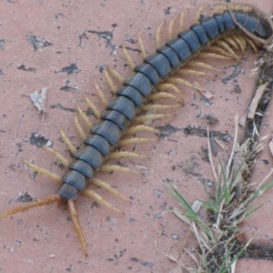 Ethmostigmus rubripes at Ngunnawal, ACT - 10 Jan 2017