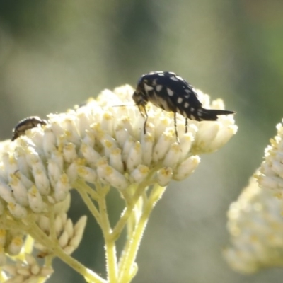 Mordella dumbrelli (Dumbrell's Pintail Beetle) at O'Connor, ACT - 31 Dec 2016 by ibaird