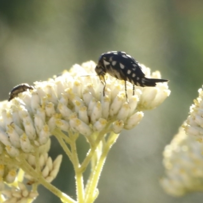 Mordella dumbrelli (Dumbrell's Pintail Beetle) at Bruce Ridge - 31 Dec 2016 by ibaird
