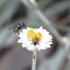 Lucilia cuprina (Australian sheep blowfly) at Ngunnawal, ACT - 10 Jan 2017 by GeoffRobertson