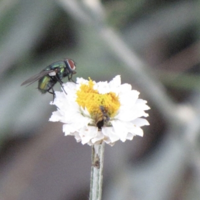 Lucilia cuprina (Australian sheep blowfly) at Ngunnawal, ACT - 10 Jan 2017 by GeoffRobertson