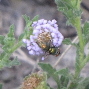 Lucilia cuprina at Ngunnawal, ACT - 10 Jan 2017 12:00 AM