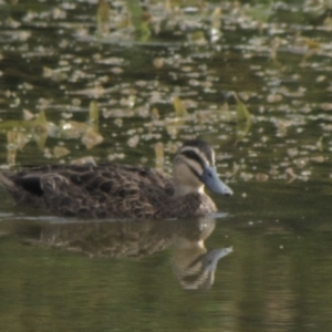 Anas superciliosa at Amaroo, ACT - 7 Jan 2017