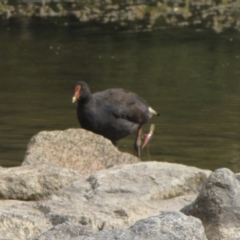 Gallinula tenebrosa (Dusky Moorhen) at Amaroo, ACT - 7 Jan 2017 by GeoffRobertson