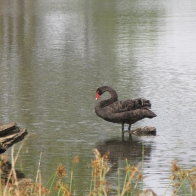 Cygnus atratus (Black Swan) at Amaroo, ACT - 6 Jan 2017 by GeoffRobertson