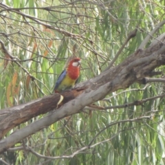 Platycercus eximius (Eastern Rosella) at Amaroo, ACT - 7 Jan 2017 by GeoffRobertson