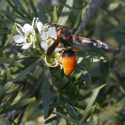 Pseudabispa bicolor (A potter wasp) at O'Connor, ACT - 31 Dec 2016 by ibaird