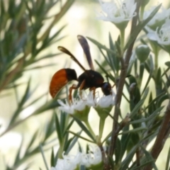 Pseudabispa bicolor at O'Connor, ACT - 31 Dec 2016