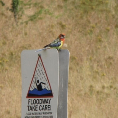 Platycercus eximius (Eastern Rosella) at Amaroo, ACT - 6 Jan 2017 by GeoffRobertson