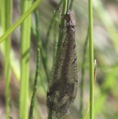 Glenoleon sp. (genus) (Antlion lacewing) at Uriarra Village, ACT - 7 Jan 2017 by HarveyPerkins