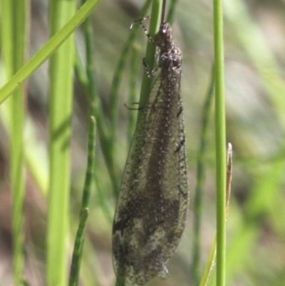 Glenoleon sp. (genus) (Antlion lacewing) at Cotter Reserve - 6 Jan 2017 by HarveyPerkins