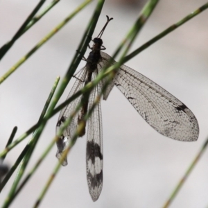 Glenoleon sp. (genus) at Uriarra Village, ACT - 7 Jan 2017 10:39 AM