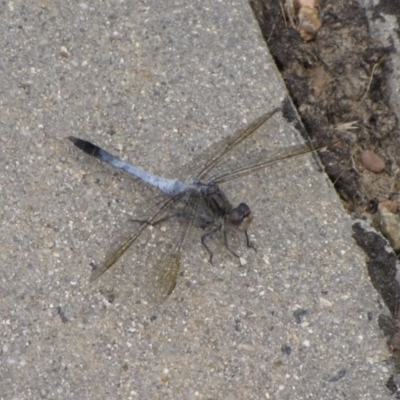 Orthetrum caledonicum (Blue Skimmer) at Moncrieff, ACT - 7 Jan 2017 by GeoffRobertson