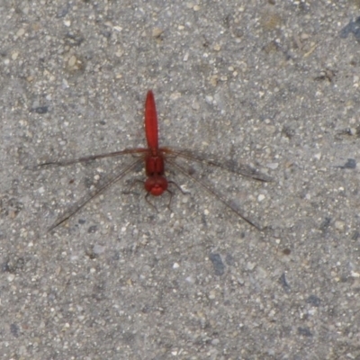 Diplacodes haematodes (Scarlet Percher) at Moncrieff, ACT - 6 Jan 2017 by GeoffRobertson