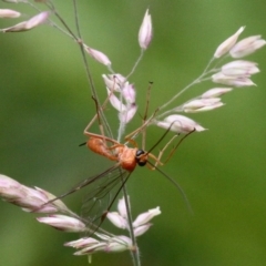 Netelia sp. (genus) (An Ichneumon wasp) at Tennent, ACT - 31 Dec 2016 by HarveyPerkins